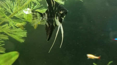 Pterophyllum scalare