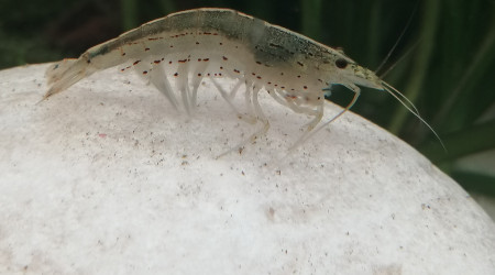 Caridina multidentata