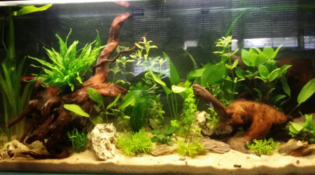 J+12 avec nouvelle plantation