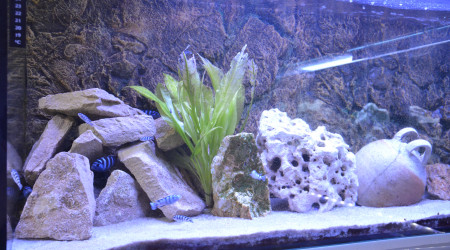 aquarium aqua malawi