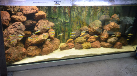 aquarium aqua malawi 5