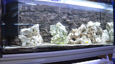 aquarium aqua malawi 6