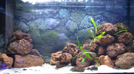 aquarium aqua malawi 7