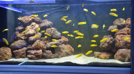 aquarium aqua malawi8