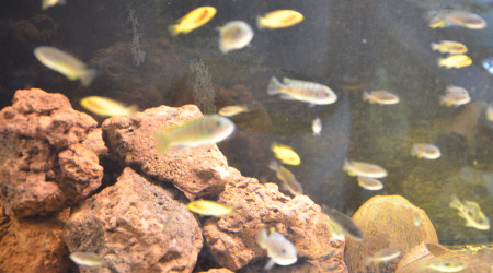 aquarium aqua malawi 9