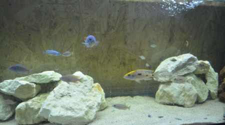 aquarium aqua malawi 10