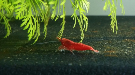 4 P'tites crevettes dans le 120 L