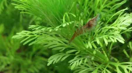 Une des p'tites crevettes