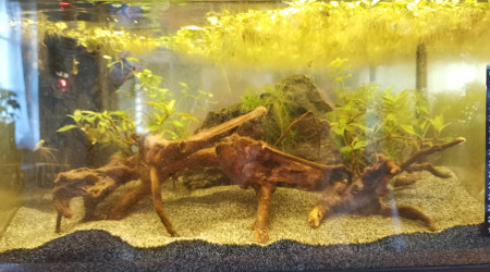 aquarium Crawtail