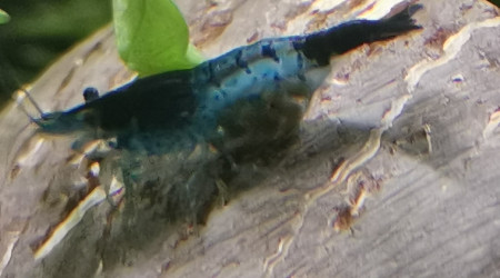 Blue Velvet grainée