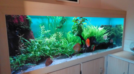 aquarium Amazonien