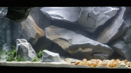 Mise en eau et plantes