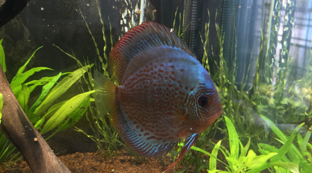 Mon nouveau BLUE SNAKSKIN LÉOPARD