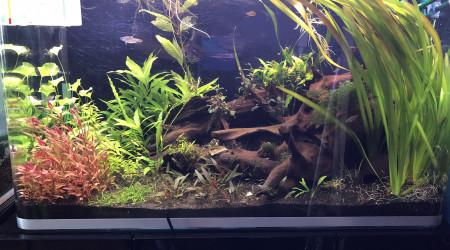 aquarium biotope asiatique