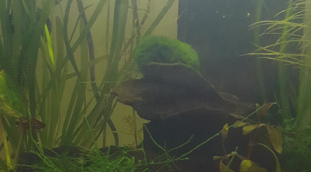 aquarium Crevettes Black Crystal