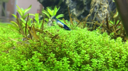 Blue velvet grainée !