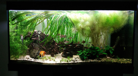 aquarium amazonien