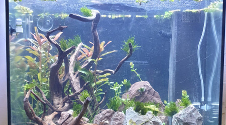 aquarium 120l communautaire