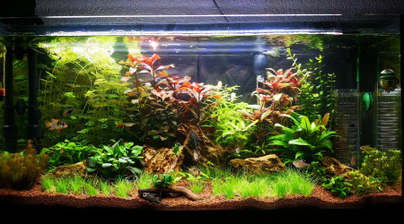 aquarium 80L azia