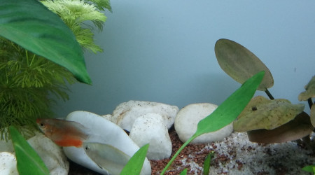 2 p'tits nouveaux dans l'aqua