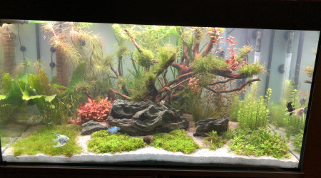 Evolution de l’aquarium