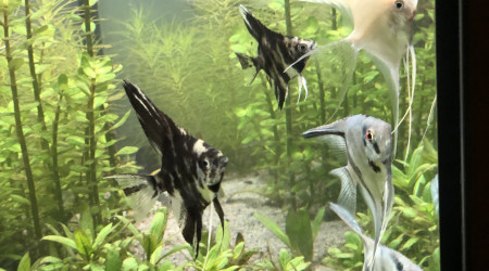 Arrivée des scalaires