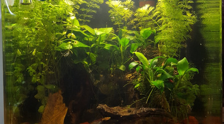 aquarium 30L combattant rouge