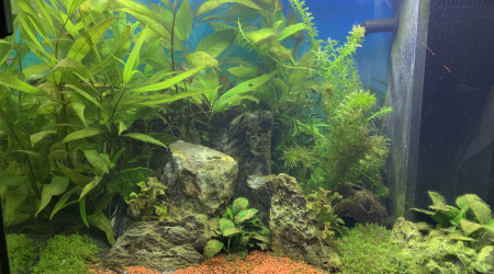 aquarium 80L