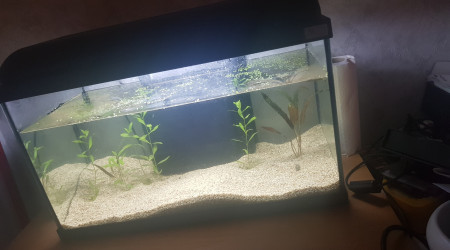 aquarium Betta 60L