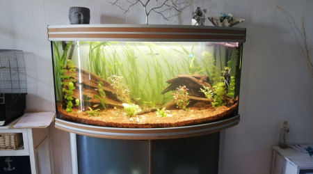 aquarium Amazonien