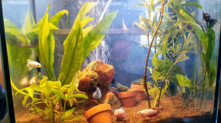 aquarium Combattants..à donner ..la nouvelle génération