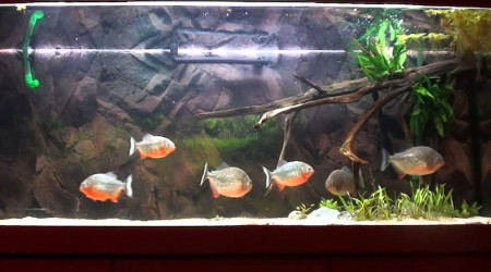 aquarium Piranha