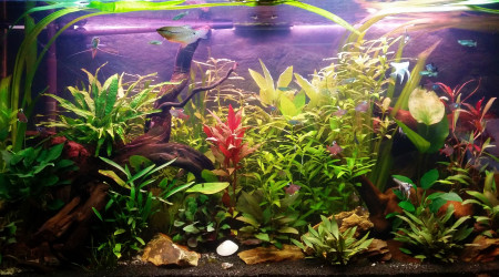 aquarium Salon