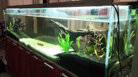 Plantation et mise en place des pierres