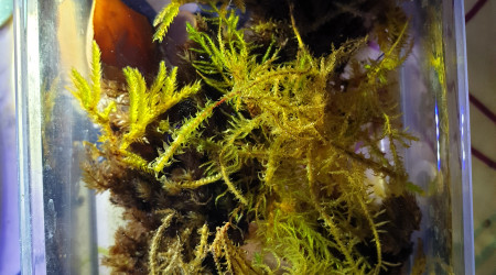 Bac mousses terrestres.