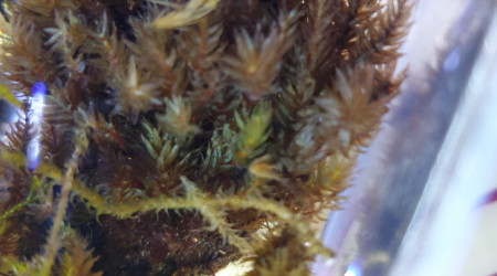 Bac mousse terrestre