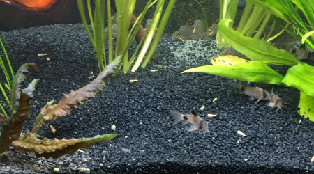 9 août 2018 après changement’ sable