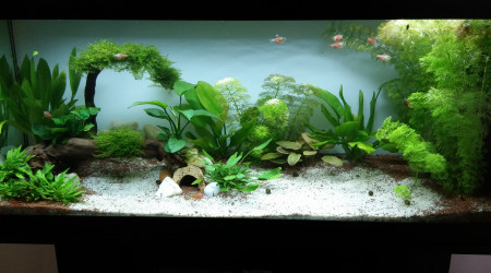 Les plantes poussent !