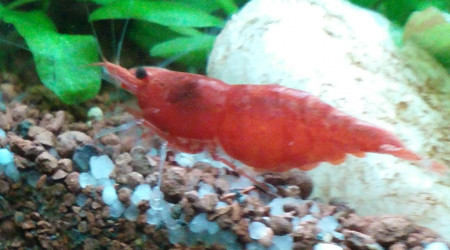 Ma p'tite chouchoute :-)