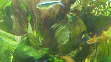 Echinodorus Osiris Double Rouge