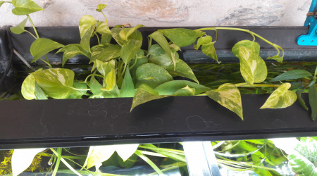 Ajout de Pothos dans un pot transparent.