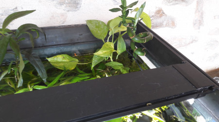 Ajout de 2 tiges de Pothos, directe dans le bac et un Lucky Bambou