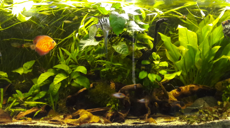 Bac Scalaire et Discus NEW