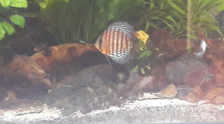 Ptit nouveau depuis 4 jrs