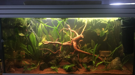 aquarium Amazonien