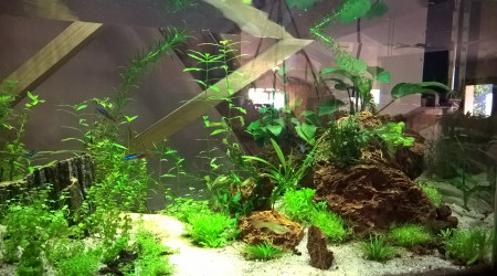 aquarium Aquascaping 150L