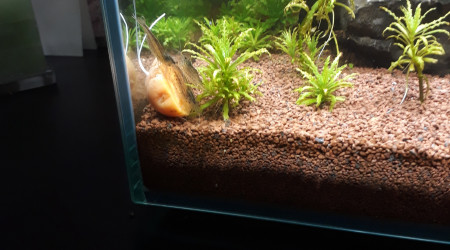 AHHHhhh les carottes il n'y a rien de tel