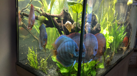 Nouveaux Discus PIWORASKI