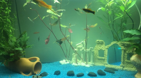 aquarium mon 1