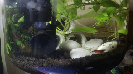 aquarium Shrimp begins